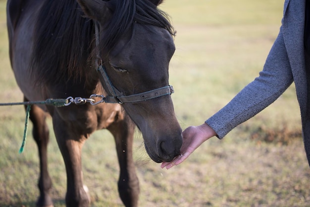 Une femme nourrit de sa main un jeune beau cheval d'une couleur baie foncée sur un pré vert par une journée ensoleillée