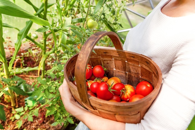 Femme ouvrière agricole mains avec panier cueillette de tomates biologiques mûres fraîches