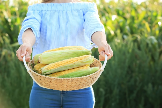 Femme avec panier d'épis de maïs dans le champ