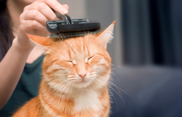 Femme peignant un chat roux avec un peigne