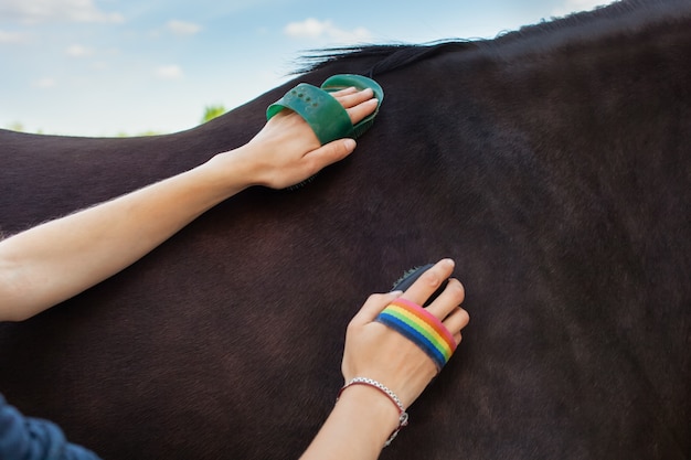 Une femme peigne et brosse un cheval avec une brosse et un grattoir