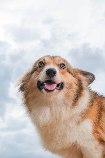 Femme pembroke welsh corgi photoshoot studio session photographie d'animaux à l'extérieur de la maison avec fond de ciel mignon chien d'expression