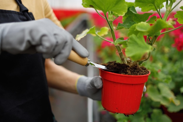 Femme avec une petite pelle de jardin s'occupe d'une fleur dans un pot à serre