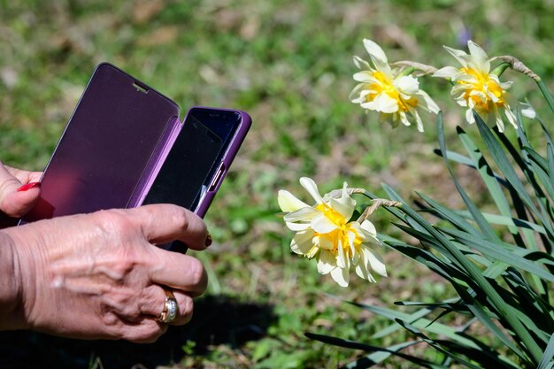 Photo une femme photographiant une plante à fleurs jaunes