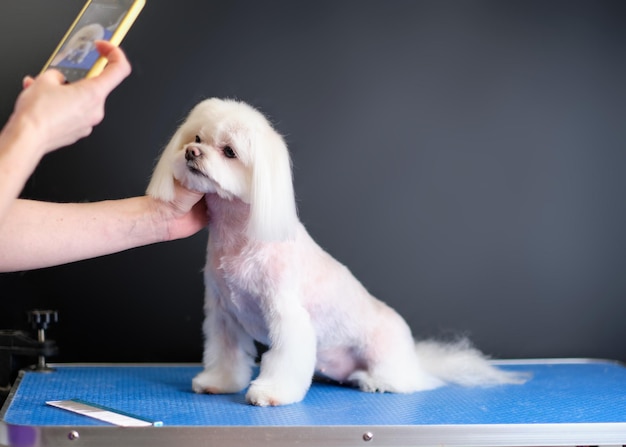 Une femme photographie un petit chien maltais blanc comme souvenir sur son téléphone