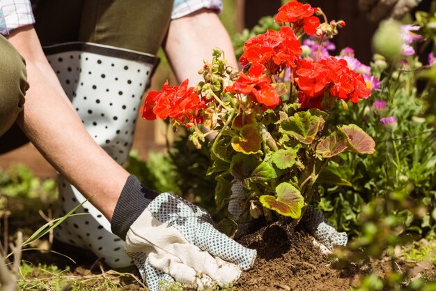 Femme plantant une fleur rouge