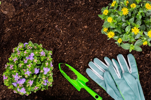 Femme plantant de jeunes plants de salade de laitue dans le potager