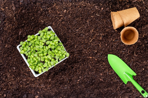 Femme plantant de jeunes plants de salade de laitue dans le potager.