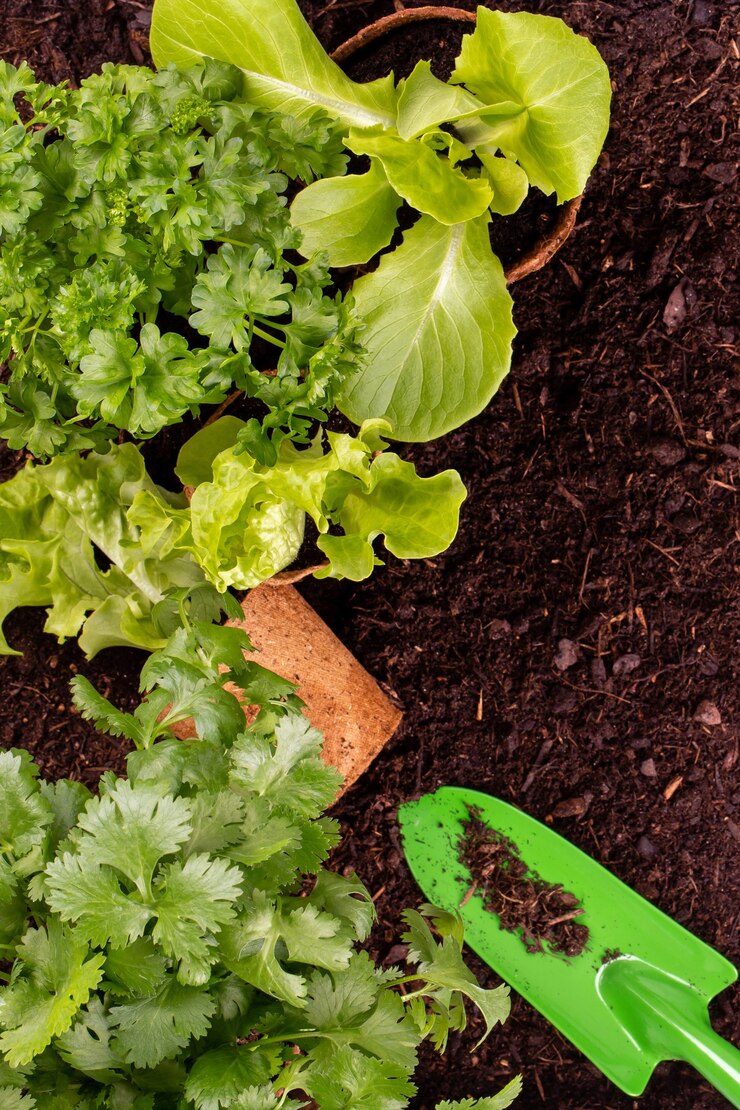 Femme plantant de jeunes plants de salade de laitue dans le potager.