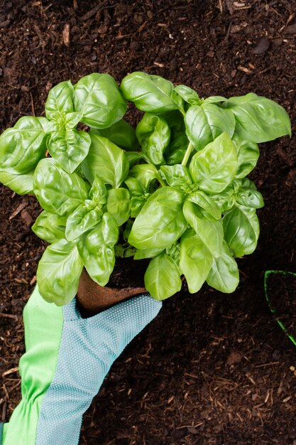 Femme plantant de jeunes plants de salade de laitue dans le potager.