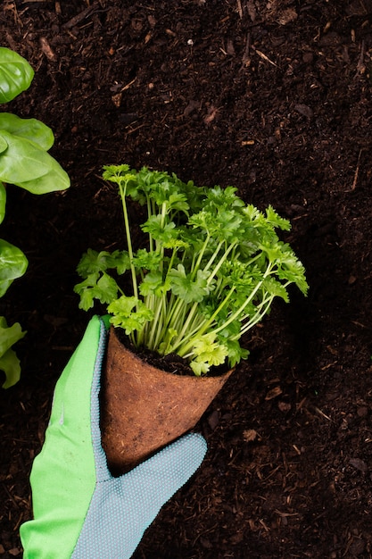 Femme plantant de jeunes plants de salade de laitue dans le potager.