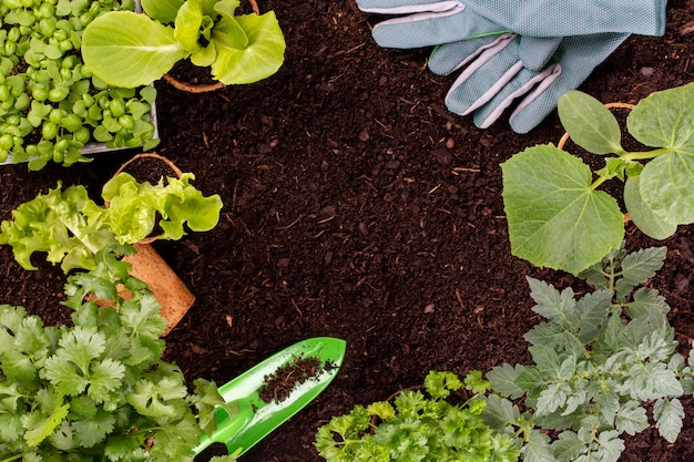 Femme plantant de jeunes plants de salade de laitue dans le potager