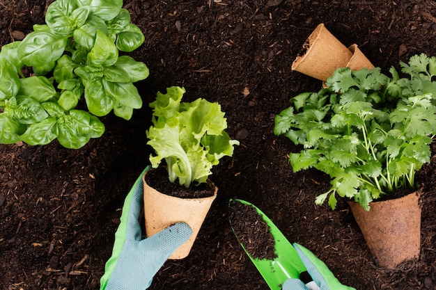 Femme plantant de jeunes plants de salade de laitue