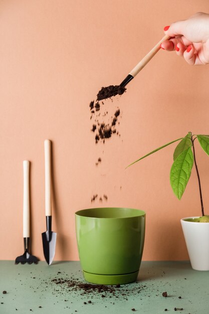 Une femme plante un avocat à partir d'une graine germée dans un pot