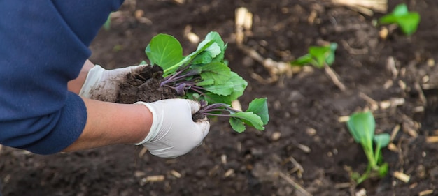 Une femme plante du chou dans le jardin Mise au point sélective