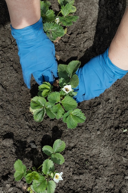 Femme plante des fraises