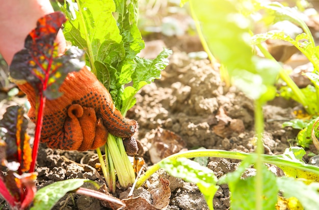 La Femme Plante Des Légumes Dans Le Jardin De La Maison. Vieux Gants Sales. Travaux Agricoles En été. Plantes Cultivées Sur Place Et Aliments écologiques. Moment De La Récolte.