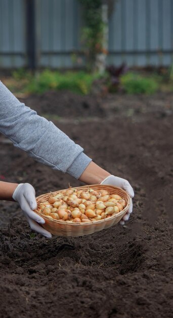 Une femme plante des oignons dans une ferme.