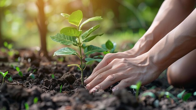 Photo une femme plante une plante dans le sol