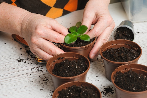 Femme plante une plante d'intérieur