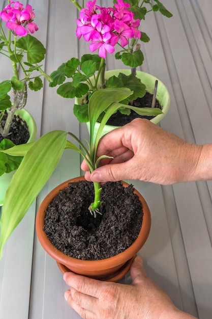 Une femme plante une plante ornementale dans un pot en bambou d'intérieur