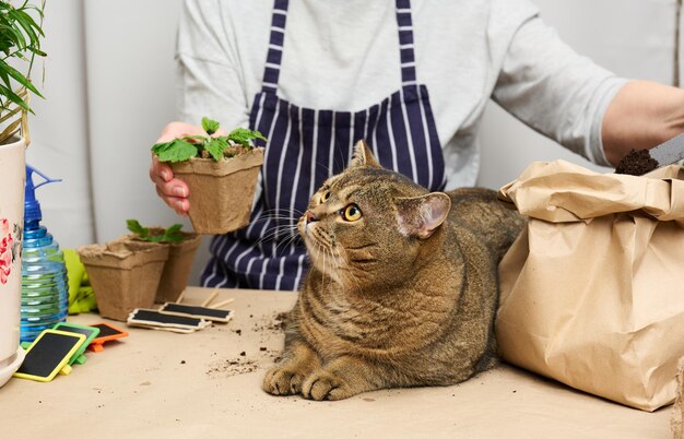 Une femme plante des plantes dans des gobelets en papier plastique sur la table à côté d'un chat gris adulte se trouve