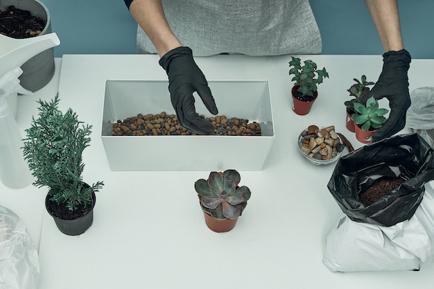 Femme plante des plantes d'intérieur et des fleurs dans le sol et des pots