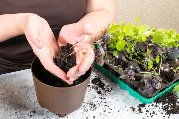 Femme plante des semis dans des pots de tourbe