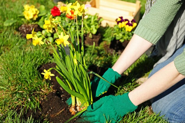 Femme, planter, fleurs, jardin