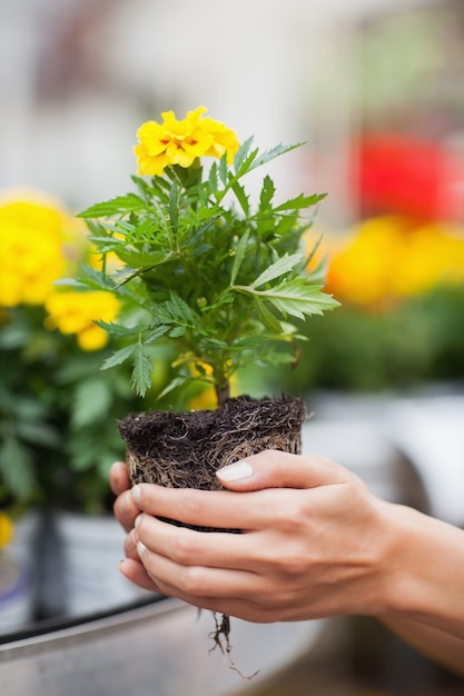 Femme sur le point de mettre des plantes en pot