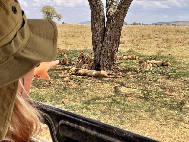 Photo une femme pointe des lions dans une jeep.