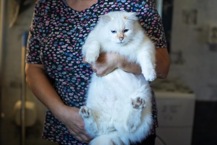 Une femme portant une chemise florale tient doucement un chat blanc
