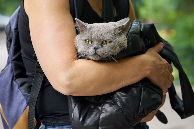 Femme porte dans un sac noir un chat British Shorthair malade à la clinique vétérinaire. Le chat souffre d'un nez qui coule