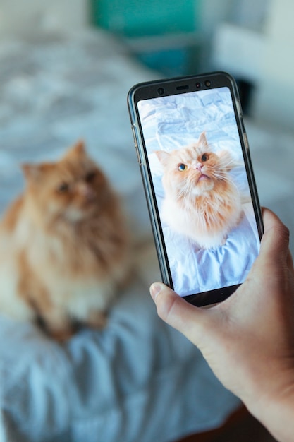 Femme prenant une photo de son chat à la maison