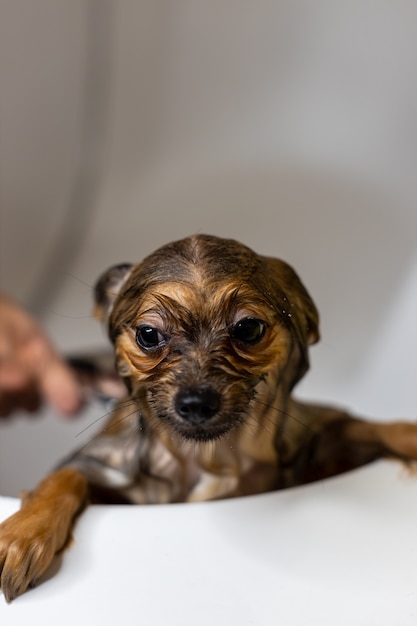 Femme prenant soin de son petit chien femelle lavant nettoyage chien poméranien sous la douche animaux...