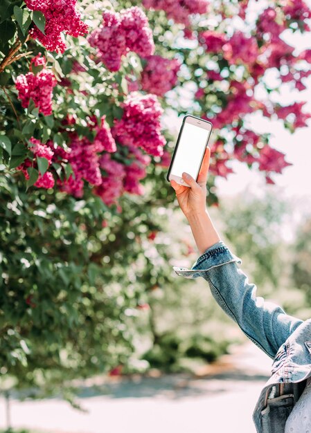 La femme prend des photos de sakura de buisson fleurissant de smartphone