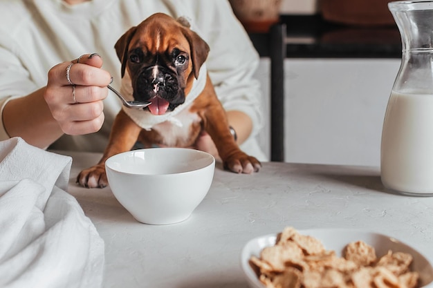 Une femme prend son petit-déjeuner à table et donne des céréales et du lait à un petit chiot boxeur allemand