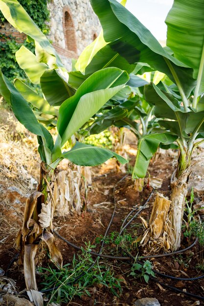 Femme près d'une grande feuille verte d'un bananier dans la nature dans le parc. Plantes tropicales et jolie fille marchant