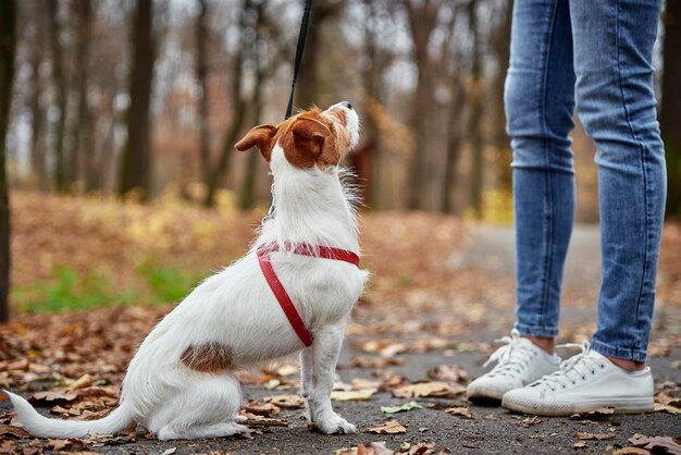 Femme avec promenade de chien dans le parc d'automne