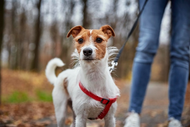 Femme avec promenade de chien dans le parc d'automne