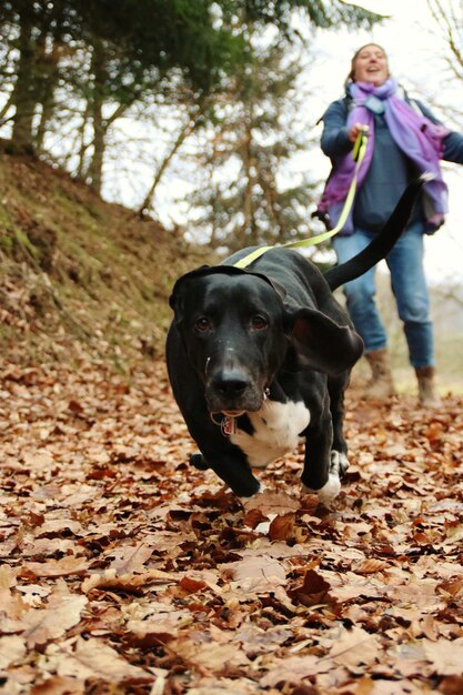 Photo une femme promène un chien.