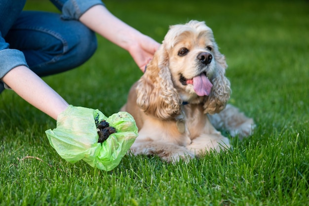 Femme propre merde après cocker spaniel dans un parc public