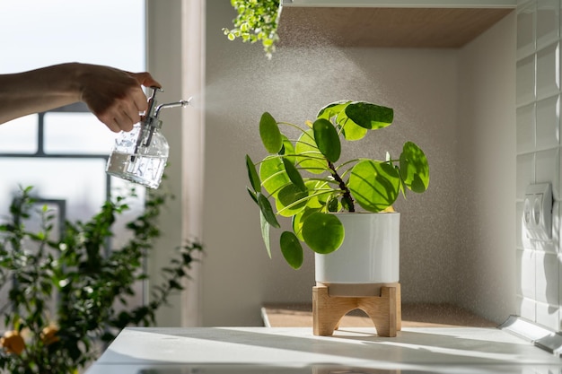 Femme Pulvérisant Une Plante D'intérieur Pilea à L'aide D'un