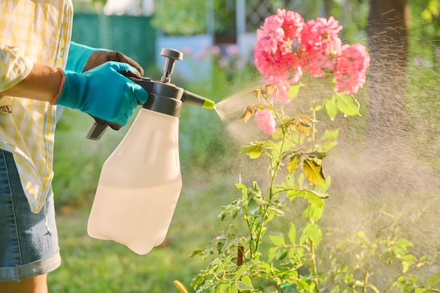 Femme avec un pulvérisateur à main pulvérisant des roses protégeant les plantes