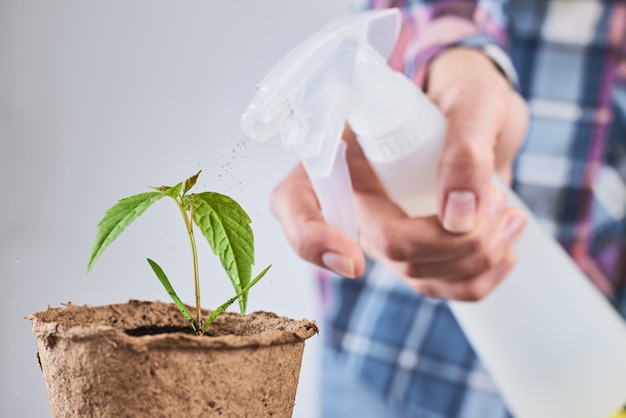 Femme pulvériser de l'eau sur la plante