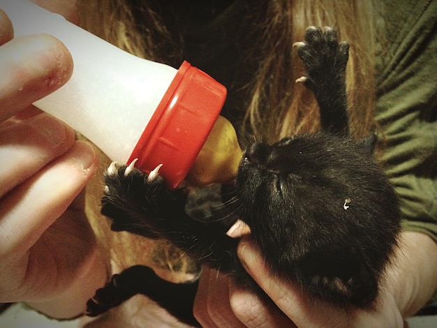 Photo une femme qui nourrit un chaton avec une bouteille