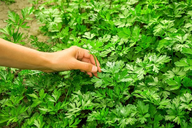 une femme ramasse du persil dans le jardin. jardinage à la maison et culture du concept de verdure