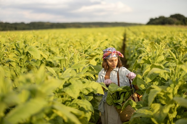 La femme rassemble des feuilles de tabac sur la plantation