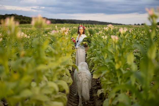 La femme rassemble des feuilles de tabac sur la plantation