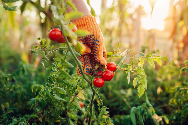 Femme rassemble des tomates cerises sur la ferme, concept de jardinage, paysan cueillette de légumes